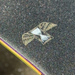 Griptape Pepper - G5 Andrew Allen UV Print (black)